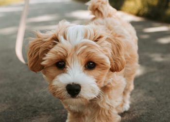 Mastering the Leash: Essential Training Tips for Every Dog Owner