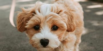 Mastering the Leash: Essential Training Tips for Every Dog Owner