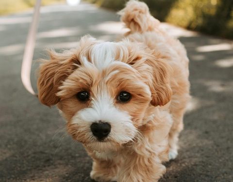 Mastering the Leash: Essential Training Tips for Every Dog Owner