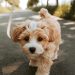 Mastering the Leash: Essential Training Tips for Every Dog Owner