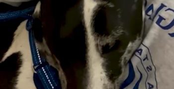 Months After Rescue, This Dog Found His Way Back to His Hero