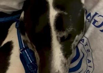 Months After Rescue, This Dog Found His Way Back to His Hero