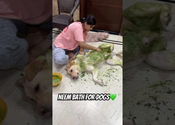 Neem Bath for Dogs❤️ #dailyvlog #pets #minivlog #ytshorts #dog #vlog