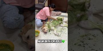 Neem Bath for Dogs❤️ #dailyvlog #pets #minivlog #ytshorts #dog #vlog