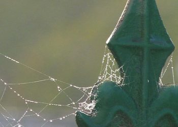 Pawsitive Reinforcement: Unlocking Your Dog’s Potential with These Tips