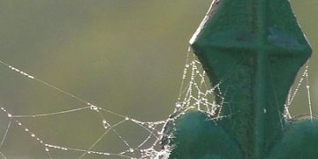 Pawsitive Reinforcement: Unlocking Your Dog’s Potential with These Tips Pawsitive Reinforcement: Unlocking Your Dog’s Potential with These Tips