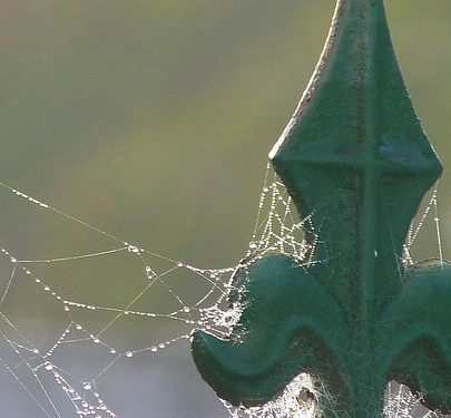 Pawsitive Reinforcement: Unlocking Your Dog’s Potential with These Tips