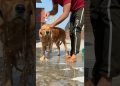 PeaNut’s Bath #dog #goldenretriever #doglover #puppy #dogshorts #dogcantalk PeaNut’s Bath #dog #goldenretriever #doglover #puppy #dogshorts #dogcantalk