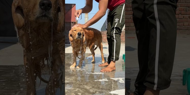 PeaNut’s Bath #dog #goldenretriever #doglover #puppy #dogshorts #dogcantalk