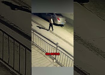 Perro presiente peligro antes de que ataquen a su dueña #perro #perros #dog #animals