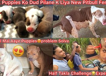 Puppies Ko Milk Pilane K Liya New Pitbull Female Lena Gye🐶Puppies Ki Entry Hui Kennel Mai🔥Half Takla Puppies Ko Milk Pilane K Liya New Pitbull Female Lena Gye🐶Puppies Ki Entry Hui Kennel Mai🔥Half Takla