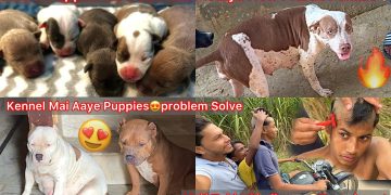 Puppies Ko Milk Pilane K Liya New Pitbull Female Lena Gye🐶Puppies Ki Entry Hui Kennel Mai🔥Half Takla Puppies Ko Milk Pilane K Liya New Pitbull Female Lena Gye🐶Puppies Ki Entry Hui Kennel Mai🔥Half Takla