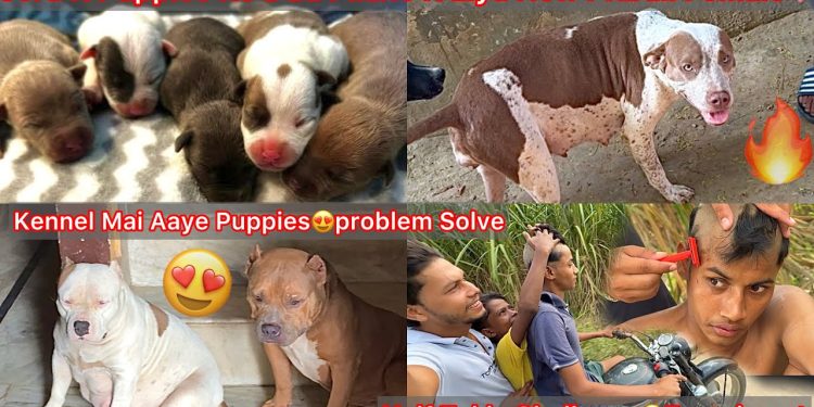 Puppies Ko Milk Pilane K Liya New Pitbull Female Lena Gye🐶Puppies Ki Entry Hui Kennel Mai🔥Half Takla