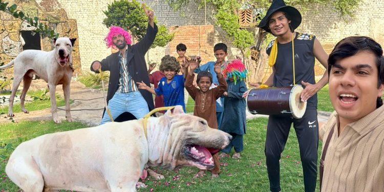 Qasai Sy Bully Dog Ly Aiy Zoo 😍