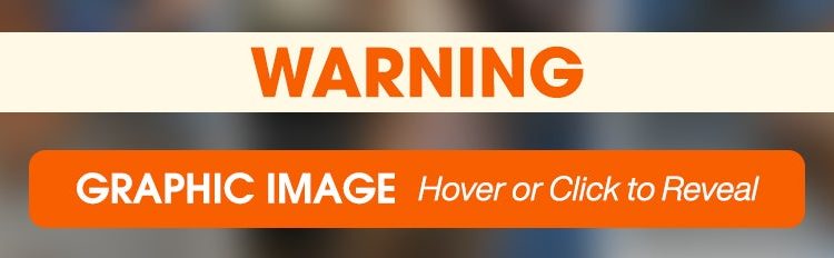 Rescued Dog Peppermint Won the Lottery with His New Family!