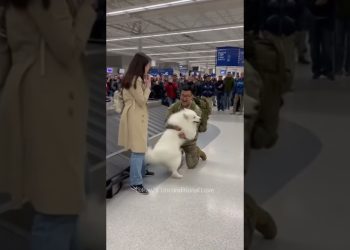 🥰 Smiling Samoyed clouds over returning soldier! Purest love.#dog