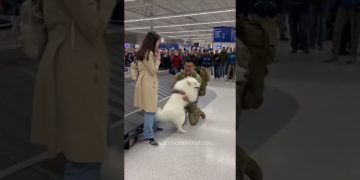 đ„° Smiling Samoyed clouds over returning soldier! Purest love.#dog đ„° Smiling Samoyed clouds over returning soldier! Purest love.#dog
