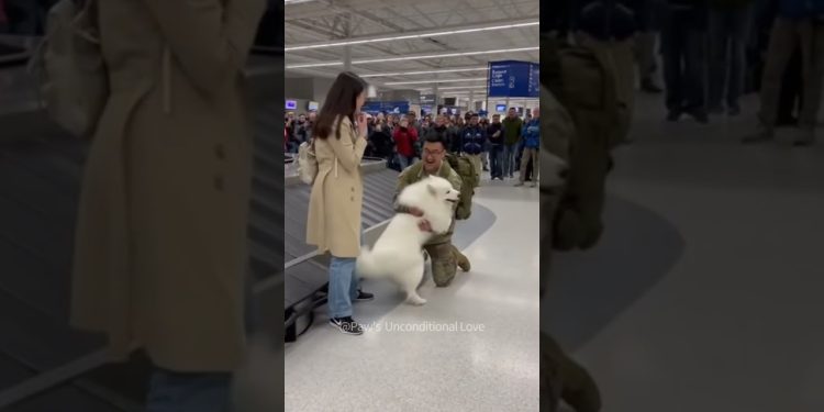 š„° Smiling Samoyed clouds over returning soldier! Purest love.#dog š„° Smiling Samoyed clouds over returning soldier! Purest love.#dog