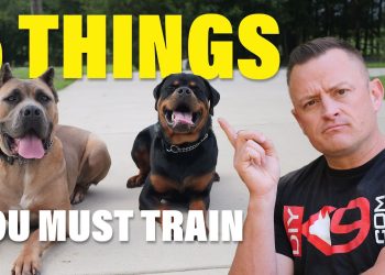 Stop Everything: Your Dog Needs These 5 Commands Now!