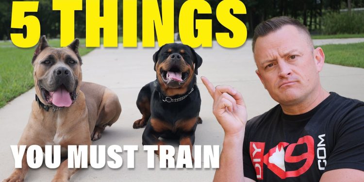 Stop Everything: Your Dog Needs These 5 Commands Now! Stop Everything: Your Dog Needs These 5 Commands Now!