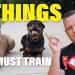 Stop Everything: Your Dog Needs These 5 Commands Now!