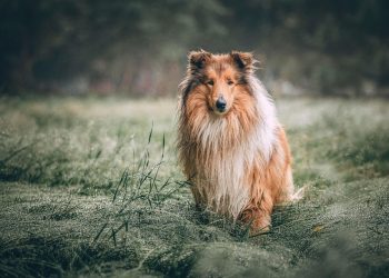 The Benefits of Adopting a Rescue Puppy