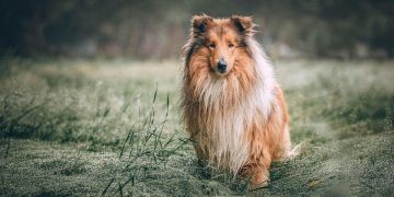 The Benefits of Adopting a Rescue Puppy