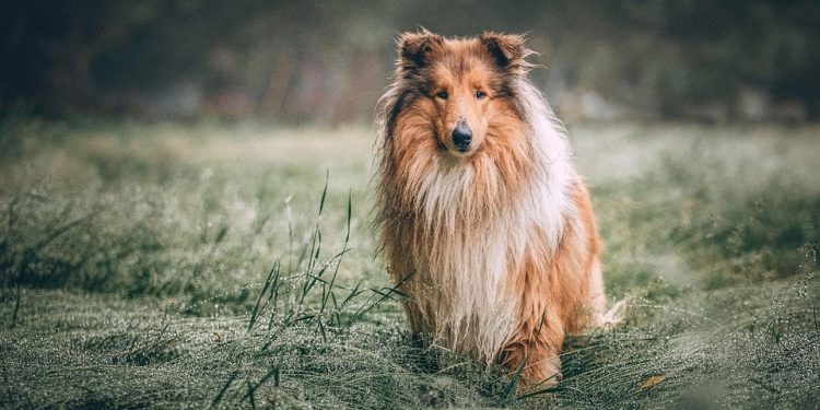 The Benefits of Adopting a Rescue Puppy