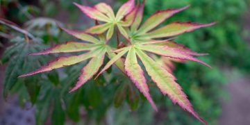 The Health Benefits of Owning a Puppy The Health Benefits of Owning a Puppy