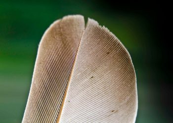 “Top 10 Puppy Breeds for First-Time Owners”