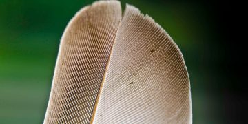 “Top 10 Puppy Breeds for First-Time Owners”