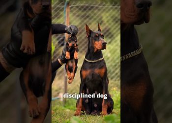 Top 5 Best Monster Dog Breed😱