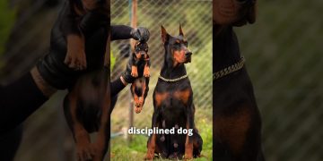 Top 5 Best Monster Dog Breed😱 Top 5 Best Monster Dog Breed😱