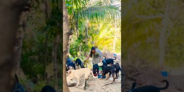 cute dog #doglover#puppy #labrador #shortvideo #