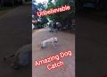Amazing Street Dog Catching Time #dog #ytviral #streetdogrevival #pets #catch