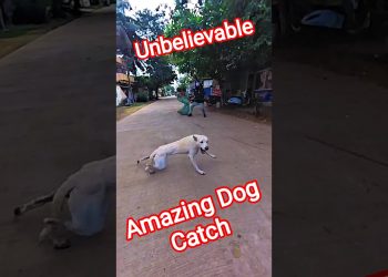 Amazing Street Dog Catching Time #dog #ytviral #streetdogrevival #pets #catch