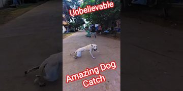 Amazing Street Dog Catching Time #dog #ytviral #streetdogrevival #pets #catch