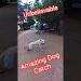 Amazing Street Dog Catching Time #dog #ytviral #streetdogrevival #pets #catch