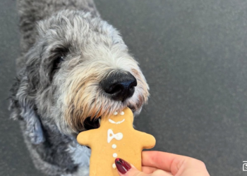Bake for Your Dog During the Holidays: Treat Recipes