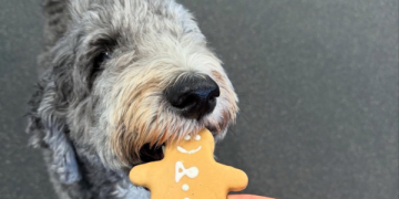 Bake for Your Dog During the Holidays: Treat Recipes