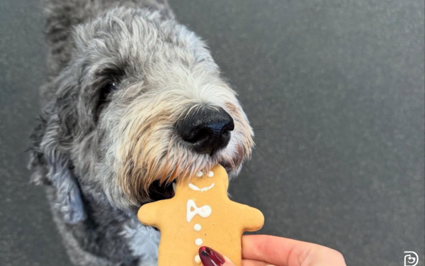Bake for Your Dog During the Holidays: Treat Recipes