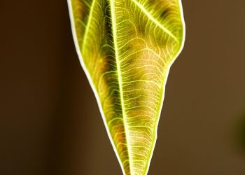 Barking Up the Right Tree: Owner’s Guide to Puppy Behavior