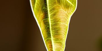 Barking Up the Right Tree: Owner’s Guide to Puppy Behavior Barking Up the Right Tree: Owner’s Guide to Puppy Behavior