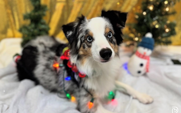 Benefits of Daycare Around the Holidays