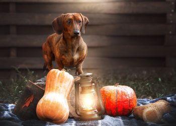 Beyond Basic Commands: Advanced Dog Training Techniques for Enthusiasts