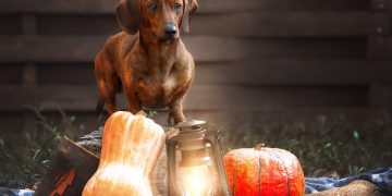 Beyond Basic Commands: Advanced Dog Training Techniques for Enthusiasts Beyond Basic Commands: Advanced Dog Training Techniques for Enthusiasts