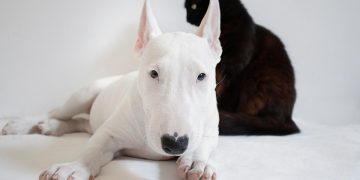 Building the Bond: Training Tips for a Happy and Obedient Dog