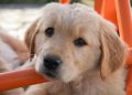 Cuteness Overload: Puppy Care Tips for a Happy Home