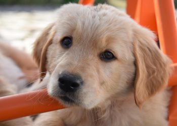 Cuteness Overload: Puppy Care Tips for a Happy Home
