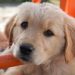 Cuteness Overload: Puppy Care Tips for a Happy Home Cuteness Overload: Puppy Care Tips for a Happy Home